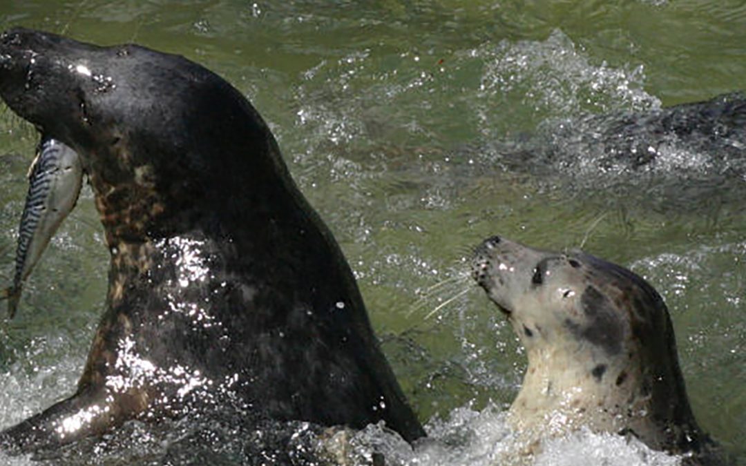 Cornish Seal Sanctuary
