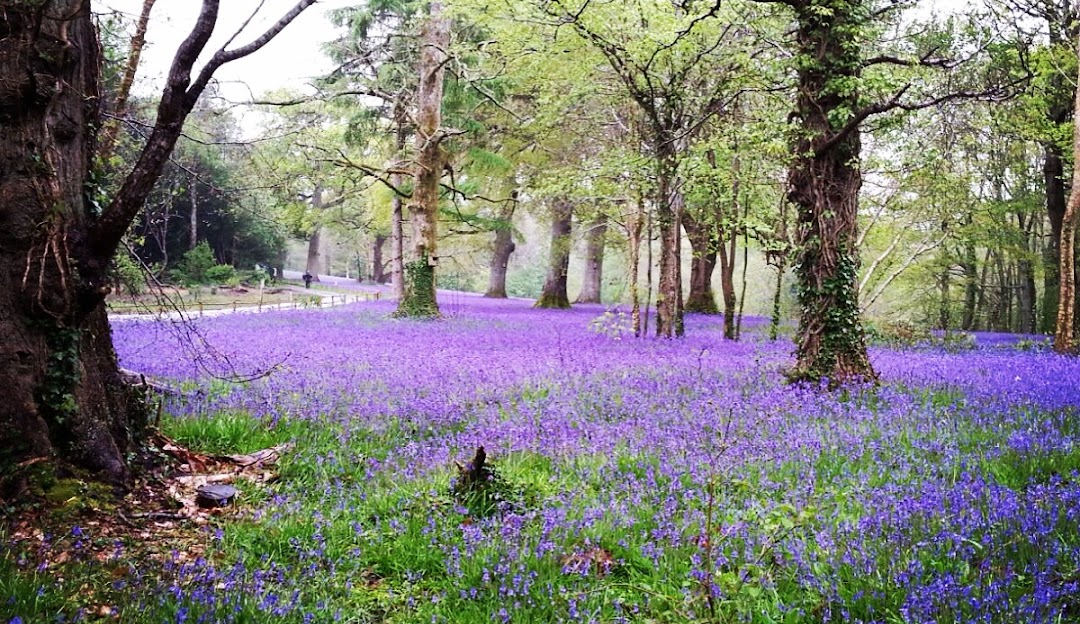 Enys Gardens