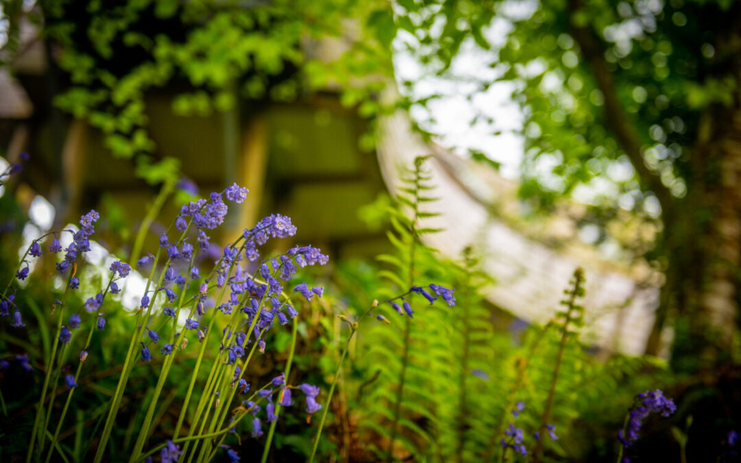A Sneak Peek at Spring: What’s Changing in the Woods Already?