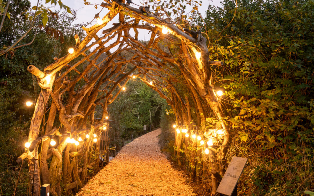 Why Our Treehouse Stays Are the Perfect Alternative to Glamping in Cornwall